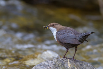 Cinclus cinclus, White-throated Dipper standing on rock in shallow cold water
