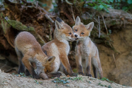 Red Fox Cub