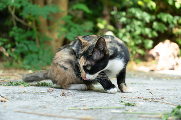 Portrait of tricolor cat eating on the floor, close up Thai cat