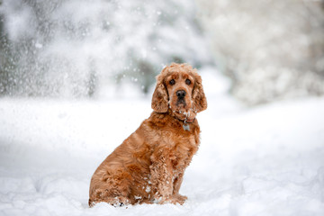 Beautiful dog breed Cocker Spaniel in the winter forest