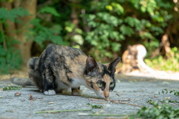 Portrait of tricolor cat eating on the floor, close up Thai cat