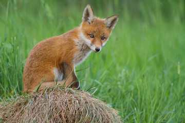 Fototapeta premium red fox cub