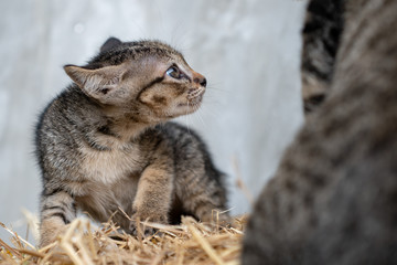 Portrait of striped kitten on the straw bales, close up Thai cat