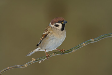 Tree sparrow (Passer montanus) - Eurasian tree sparrow