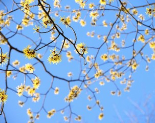 マンサクの花と青空、日本の早春の風景