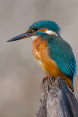 Common kingfisher (Alcedo atthis)Landscape format,female,perched against a diffuse pale brown background,