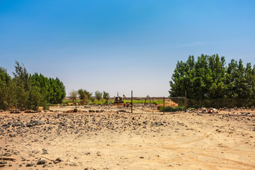 Fototapeta na wymiar A small oasis in Harrat Kishb near Umm Aldoom, Makkah Province