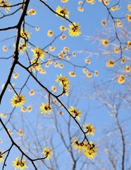 マンサクの花と青空、日本の早春の風景