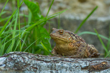Common Toad - Bufo bufo.