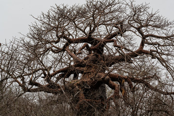 South Africa