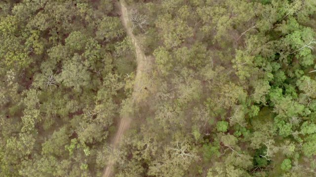 A drone shot of native bush on Mt Gravatt, Brisbane.