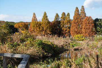 池のほとりでメタセコイアが紅葉