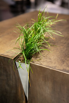 Bush of green grass in a modern interior, design and environmental elements and solutions