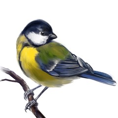 bird titmouse on a branch, art illustration painted with watercolors isolated on white background © vladischern