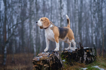 funny dog breed Beagle for a walk in the winter Park in a thick fog. portrait of a Beagle on a landscape background - obrazy, fototapety, plakaty