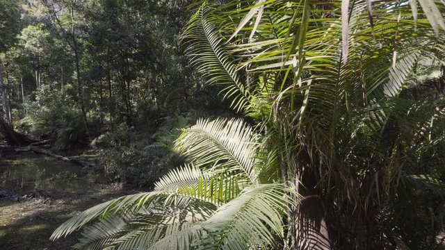 4K clip trucking to the right of a swamp and palm trees in the jungles of Asia on a bright sunny day