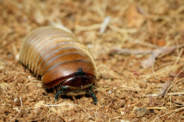Image of pill millipede(Oniscomorpha) on the floor. Glomerida. Insect. Animal.