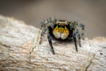 Image of jumping spiders (Salticidae) on a natural background., Insect. Animal.