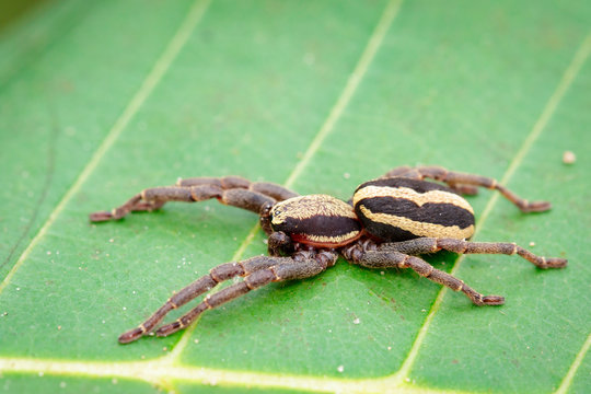 Image of gray wall jumper spider male (Menemerus bivittatus) on the green leaf. Insect. Animal. Salticidae.