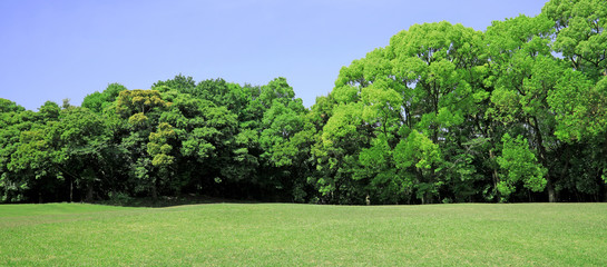 芝生　芝生広場　芝　芝公園　グリーン　新緑