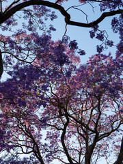 Looking up view of jacaranda tree under the sunlight.