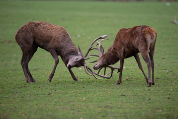 Combat de cerfs