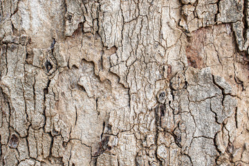 Surface bark texture close up as a background