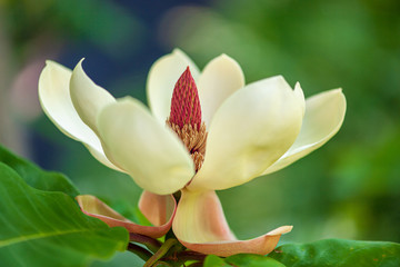 Fototapeta premium 朴の木の花