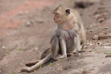 Female Long-Tailed Macaque at Prang Sam Yod