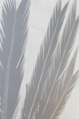 Tropical palm leaves shadows on white wall textured background.