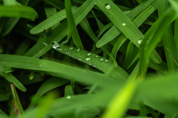 drops on grass