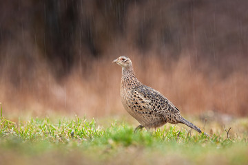 Female common pheasant, phasianus colchicus, hen walking on meadow in rain on wet spring day. Brown avian in storm with droplets falling around. Animal wildlife in nature.