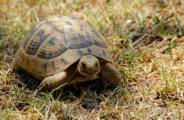 turtle on the grass