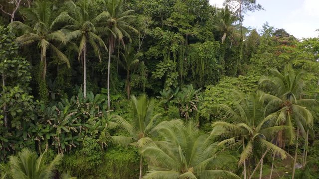 Flyover above Jungle in Ubud, Bali Indonesia. Capture beautiful nature with pals and green grass exotic environment. Forwarding drone above rice field in Jungle filmed in 4k