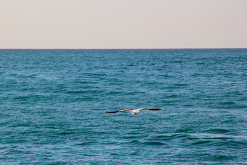 Fototapeta na wymiar seagul on the beach