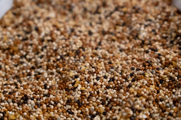 Interesting of Grain Seed as same as the sand