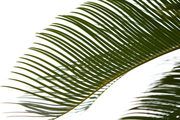 Obraz premium トロピカルな葉