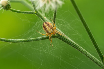 spider hanging on web