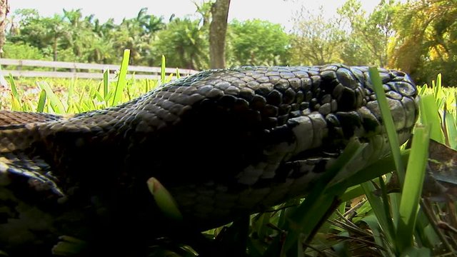 A closeup detail shot of a python snake heading slithering through the grass on a sunny day