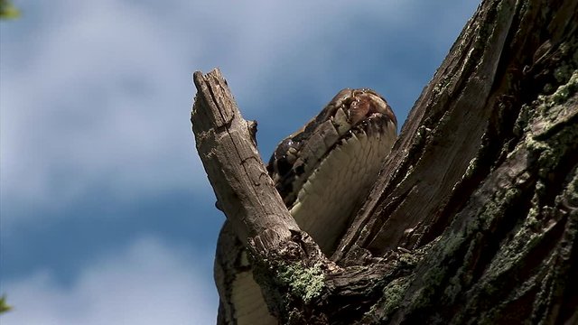 A tree snake rests its head on a bunch up in a tree during a sunny blue sky day