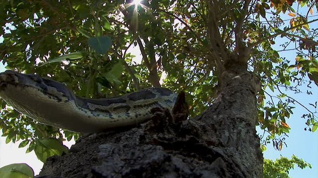 Looking straight up a tree at a python snake poking its head out from a branch