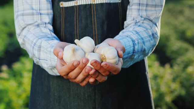 Farmer's hands with a beam of clock from his garden