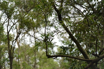 the rectangular branch of a tree in a hill park of shenzhen, china