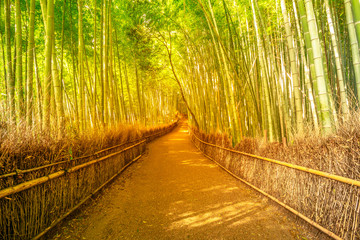 Surreal path in bamboo grove at Sagano in Arashiyama, sunlit. The forest is Kyoto's second most popular tourist destination and among the 100 phonetic stations in Japan. Meditative listening concept.