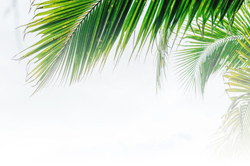 Fototapeta na wymiar Green palm leaves as background.Palm Sunday concept.