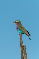 Lilac-breasted roller in profile on dead tree