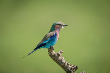 Lilac-breasted roller in profile on dead stump