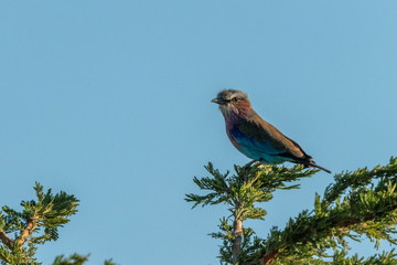 Lilac-breasted roller in profile on leafy branch