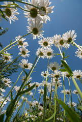 Decorative chamomile flowers on a sunny day against a blue sky, bottom view.