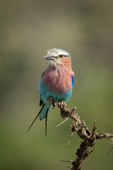 Lilac-breasted roller in sunshine on thorny branch